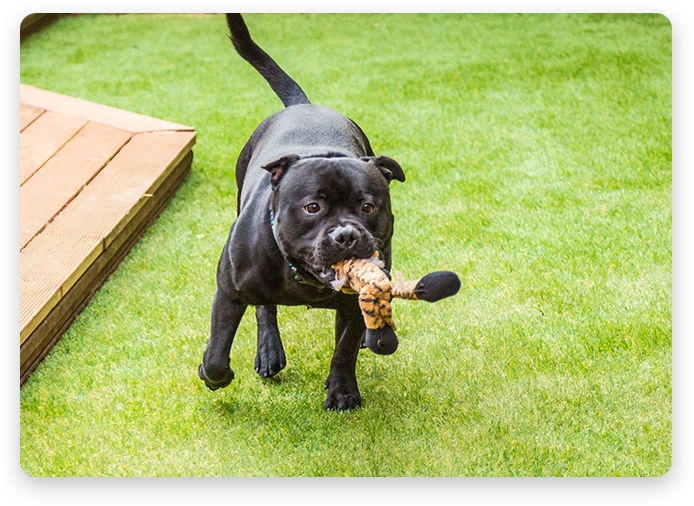 Most Natural-looking  Artificial Grass Designed